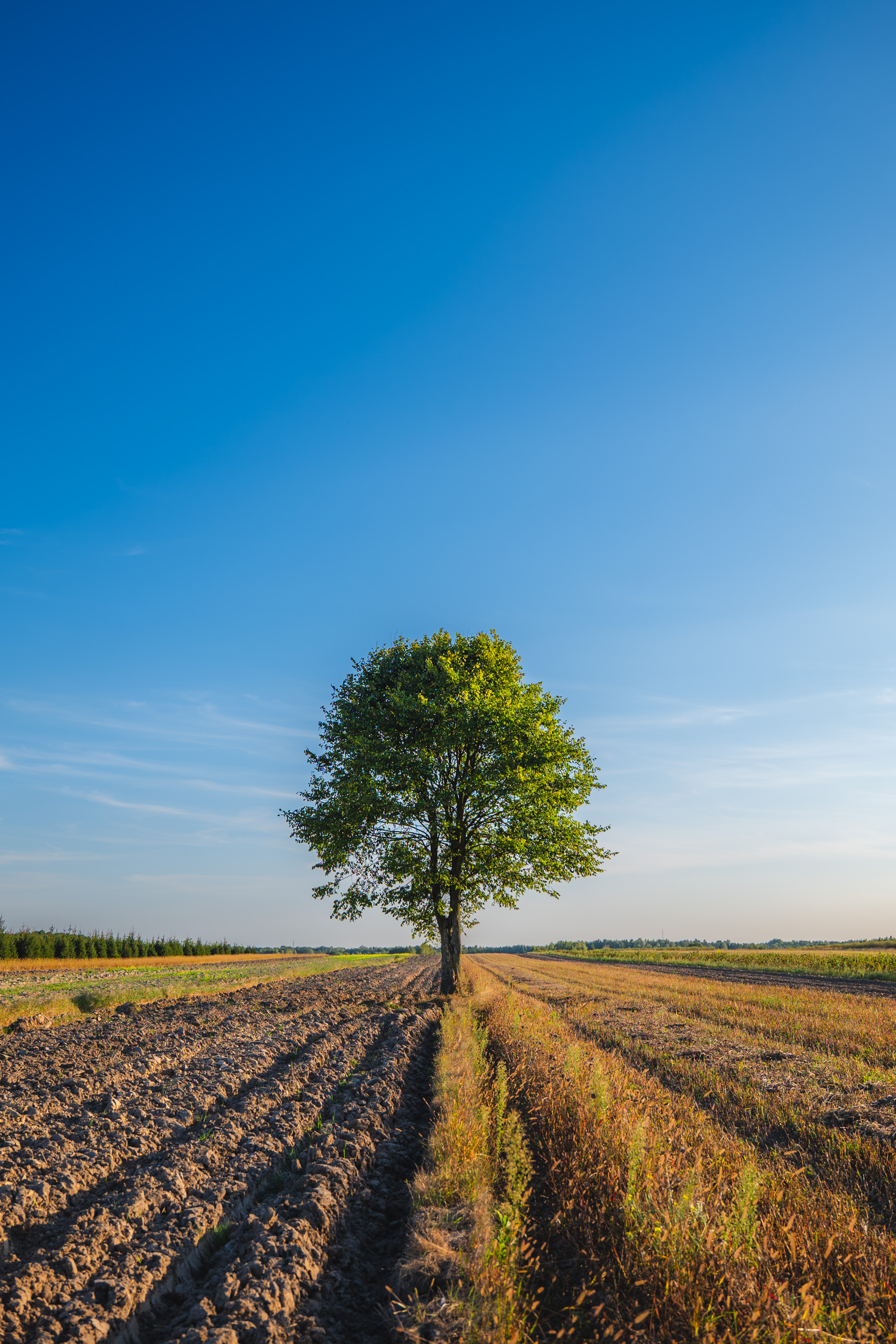 Solitary tree in the field