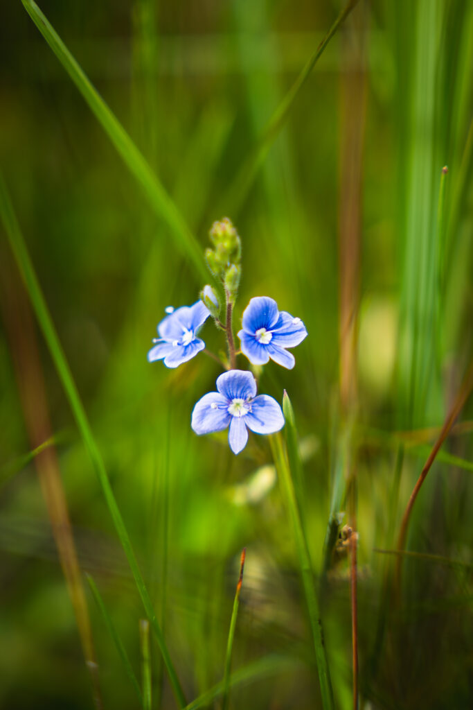 Fresh spring blossom