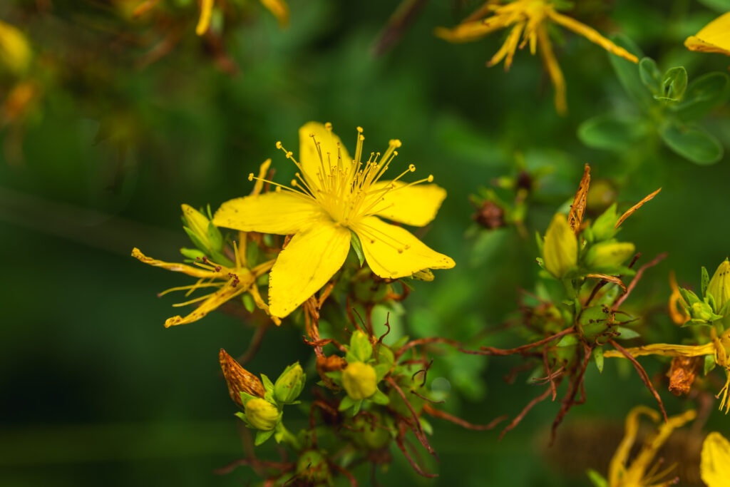 Sumer blossom