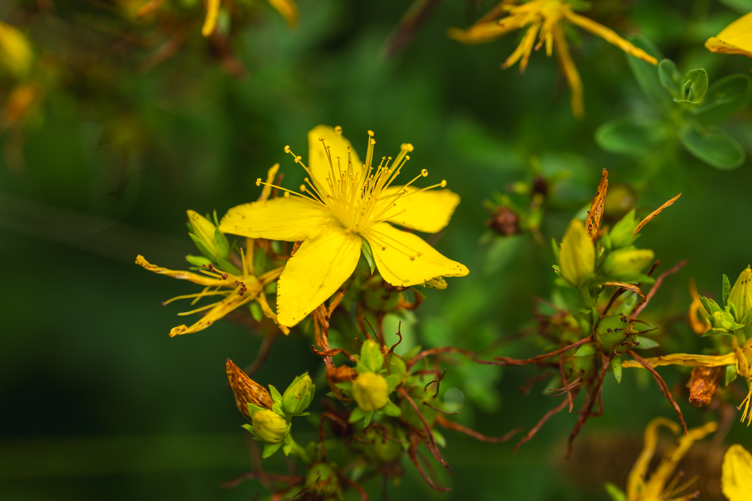 Sumer blossom
