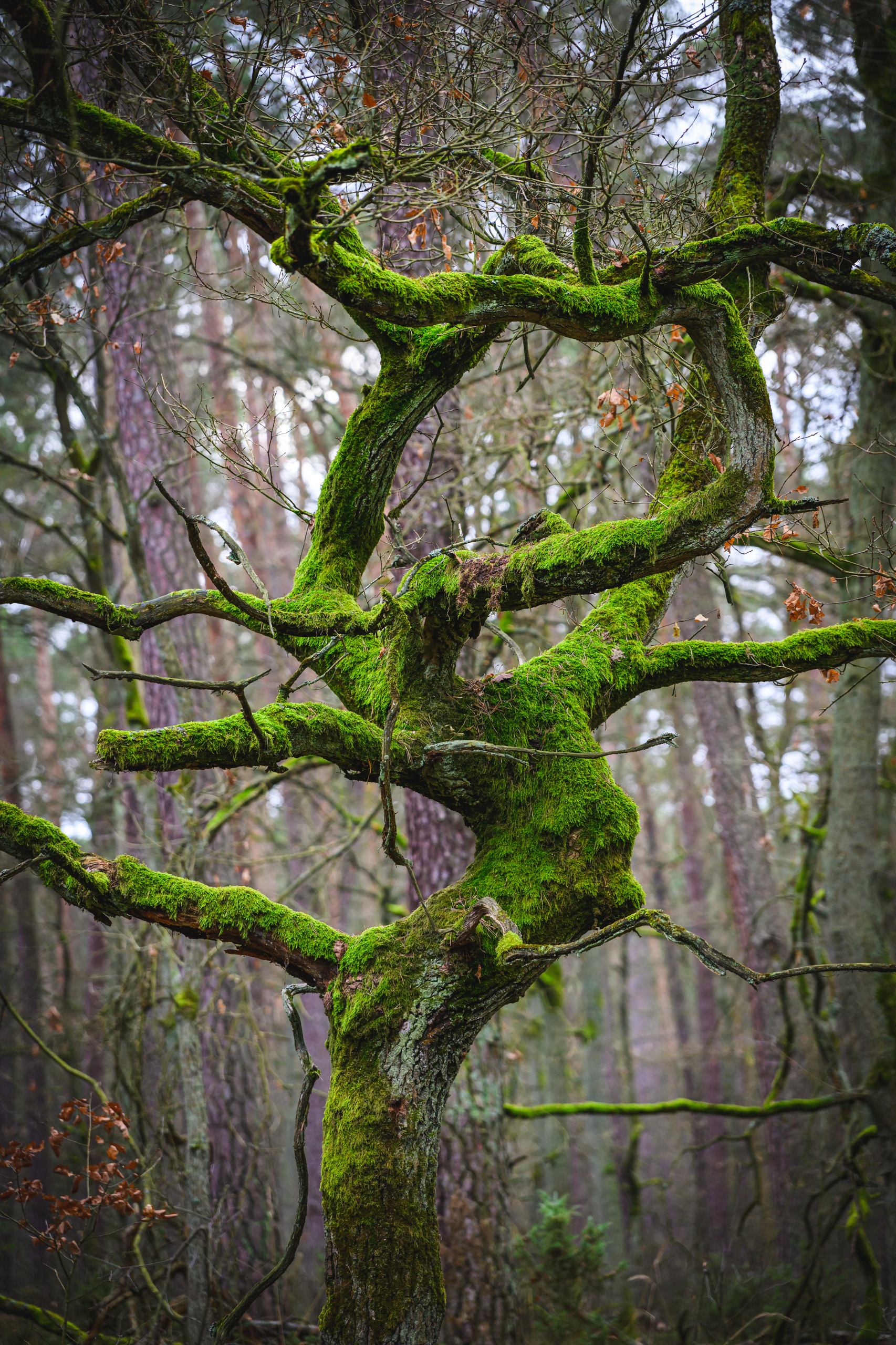 Entangled, mossy branches
