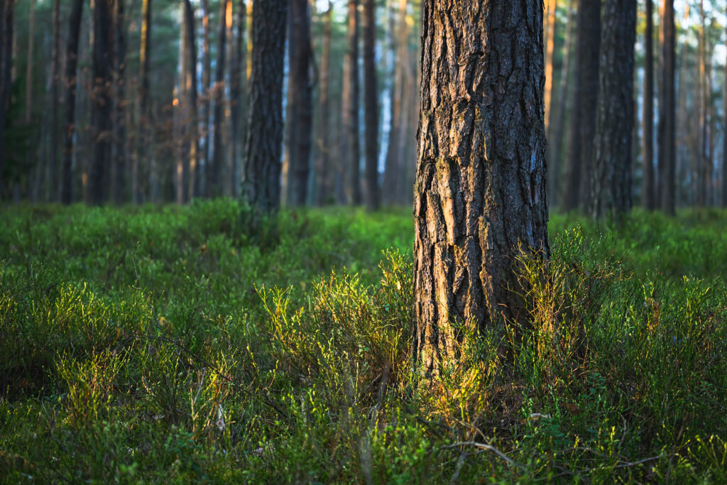 Honey-like light on tree trunk