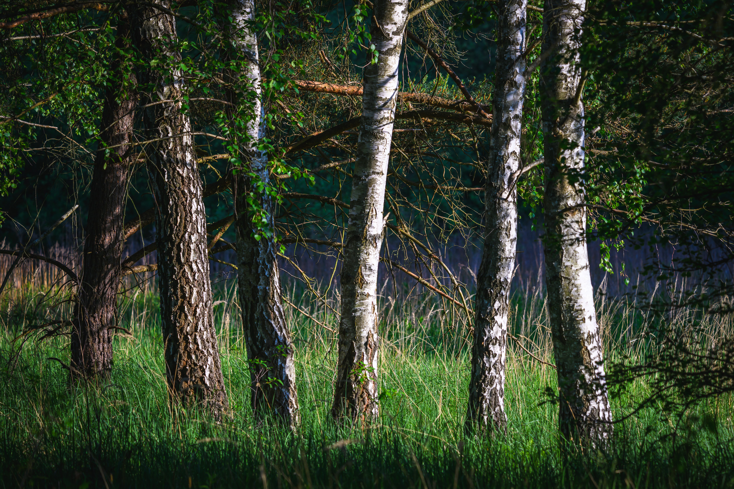 Birches harsh sun bathing