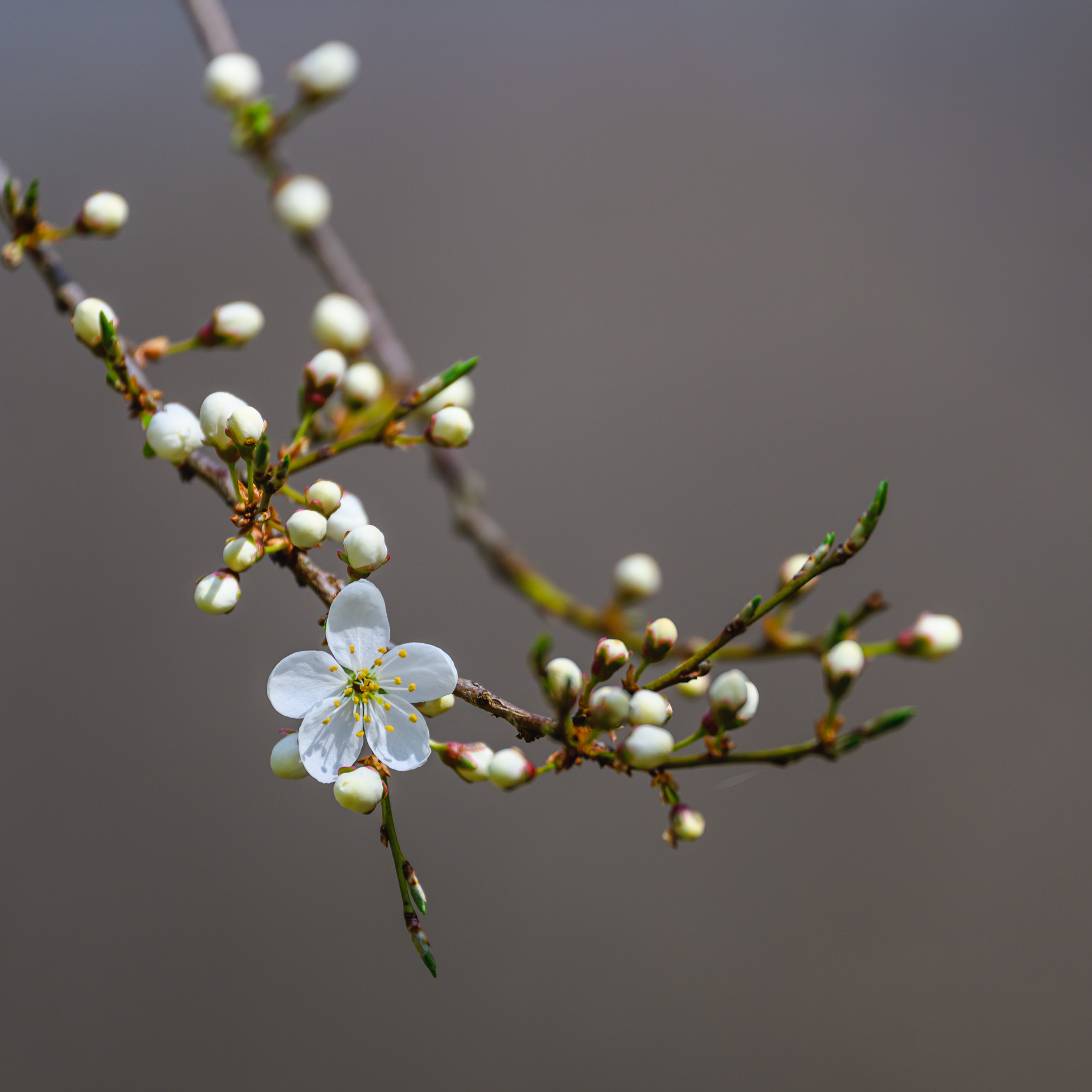 Flowers on a tree branch