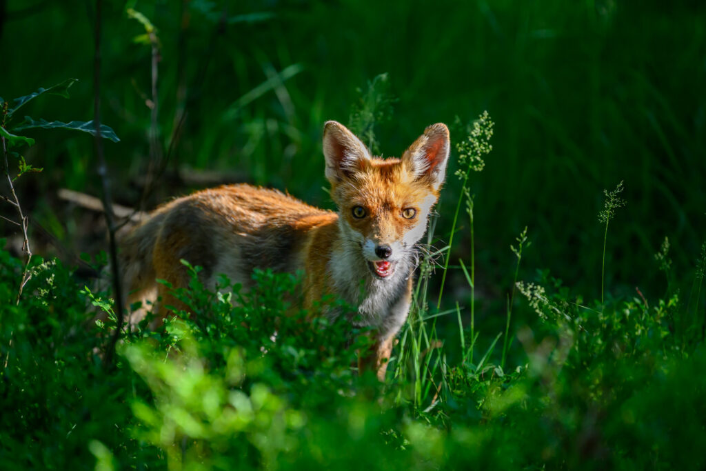 A foxy fox foxing around