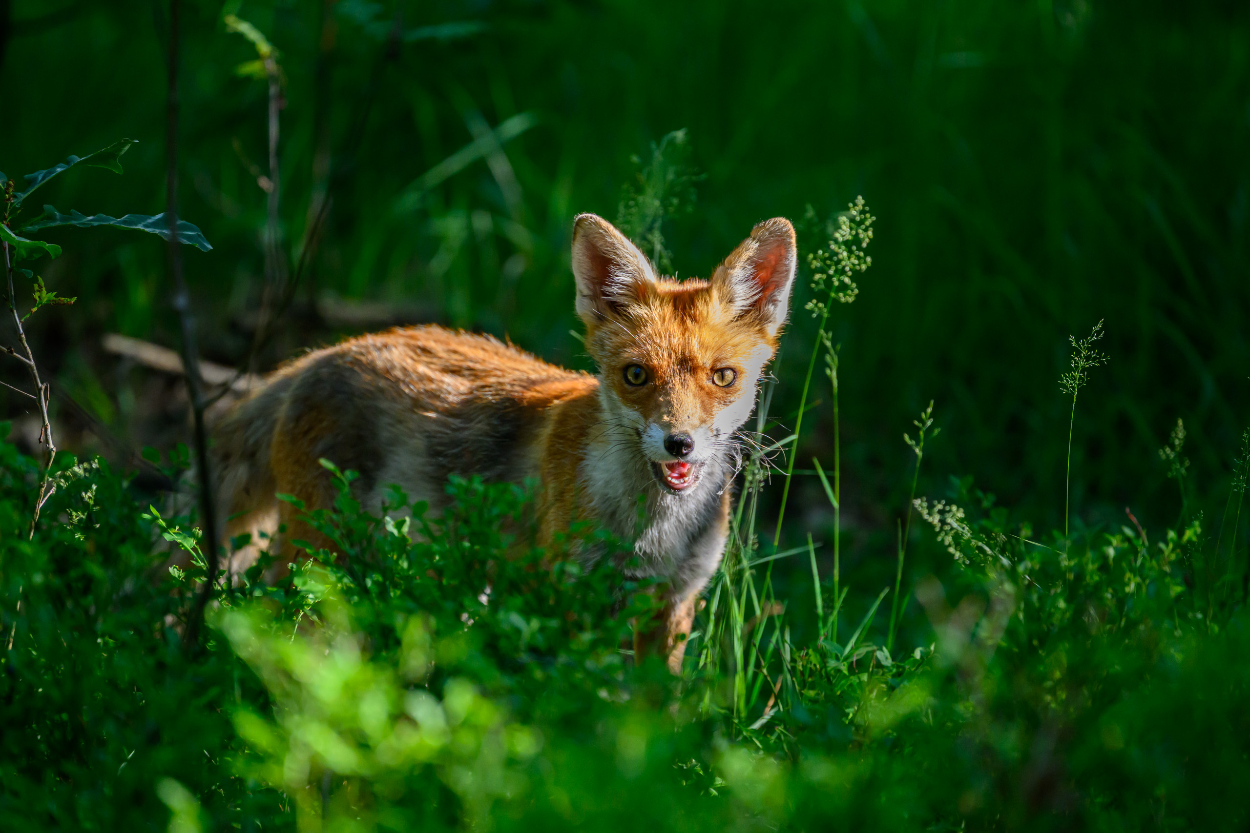 A foxy fox foxing around