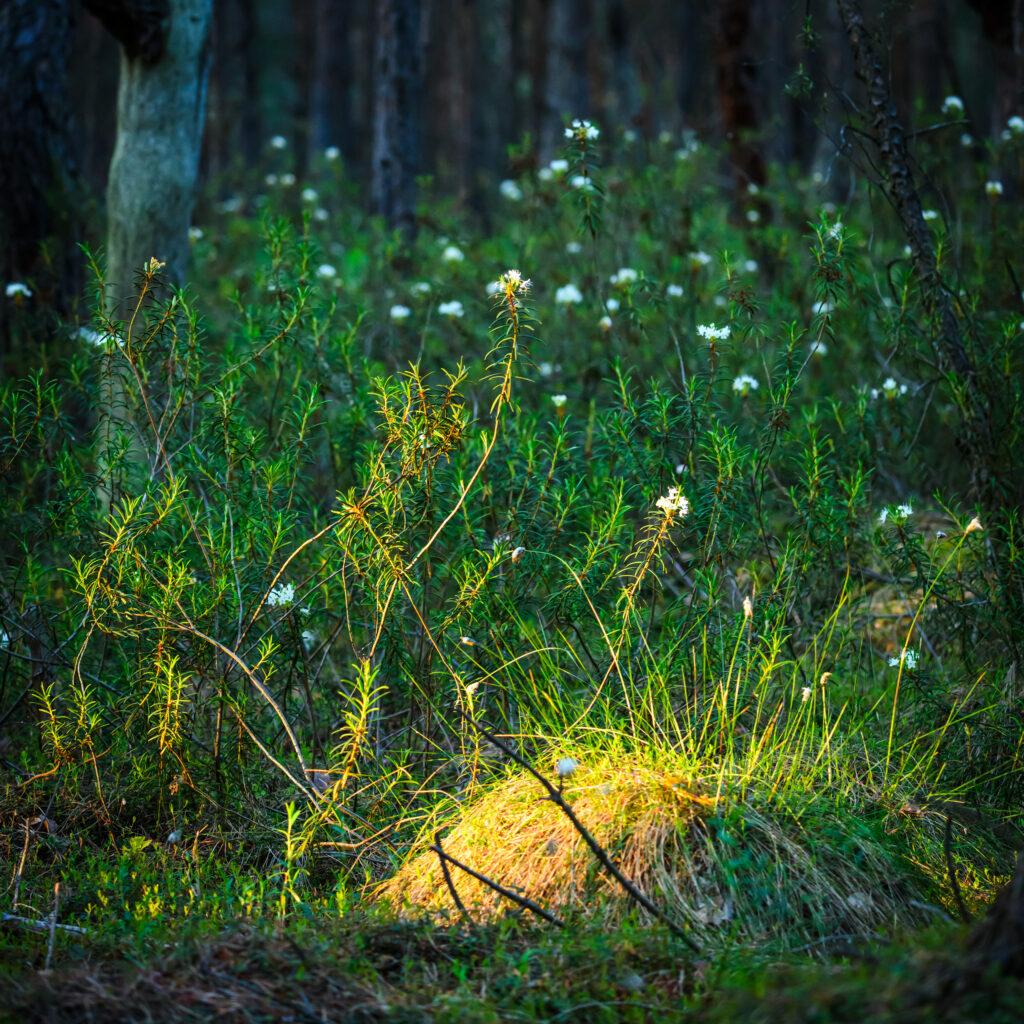 Marsh Labrador tea during a golden sunset