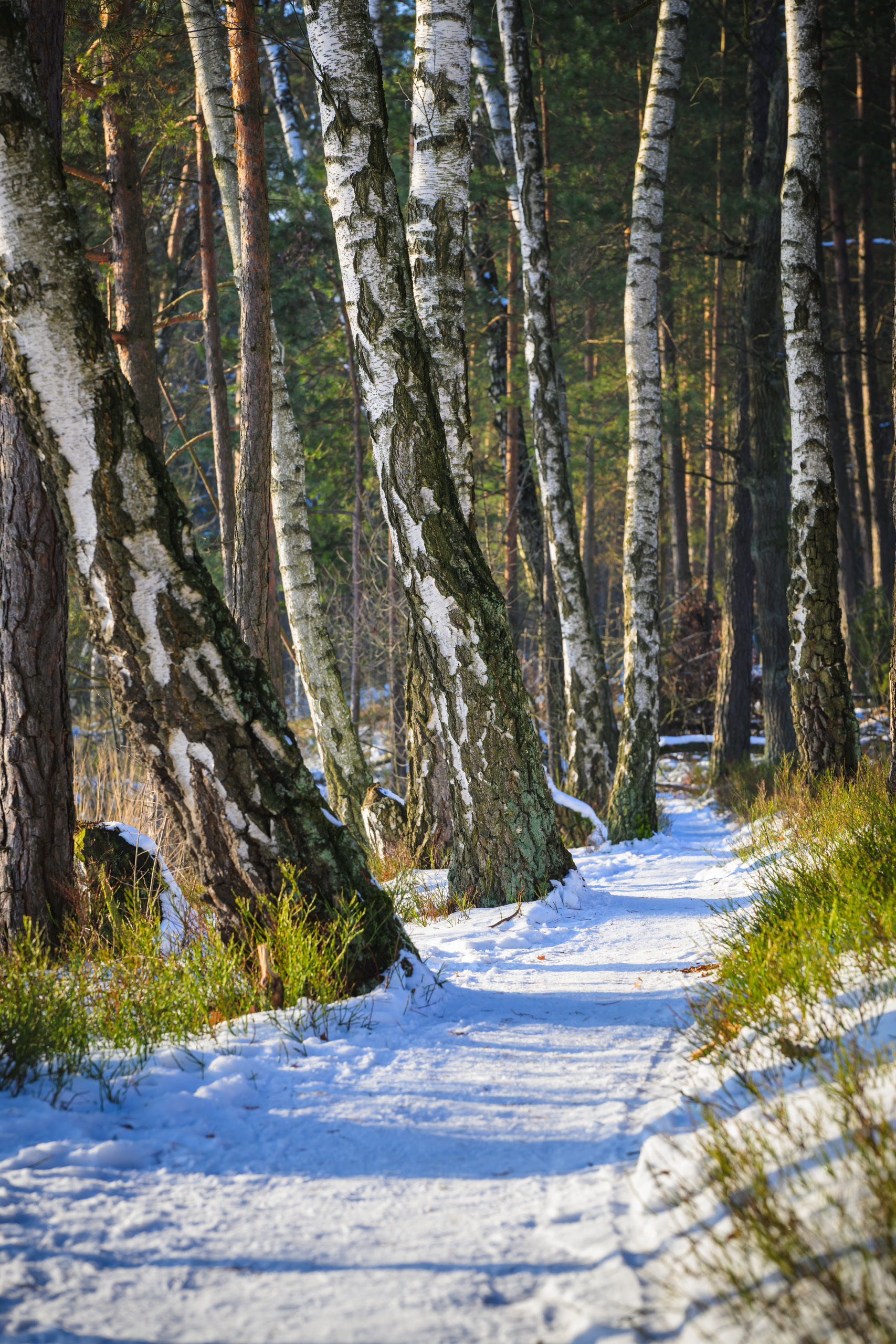 Wintery snowy birchy trail