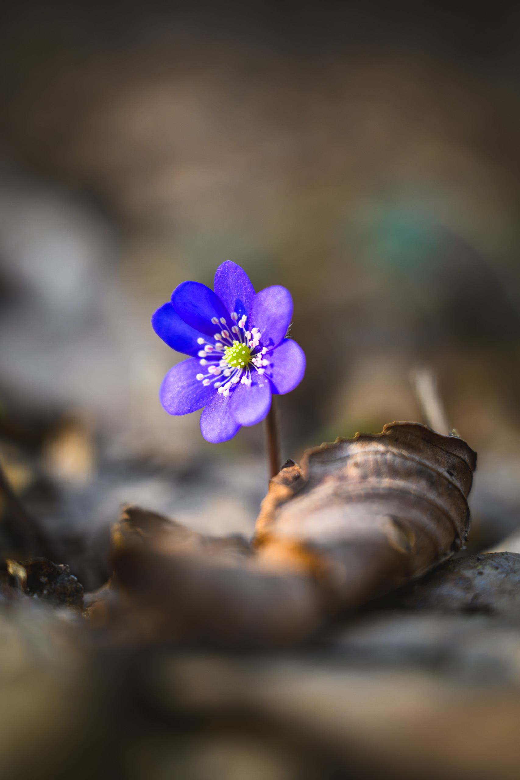 First signs of spring