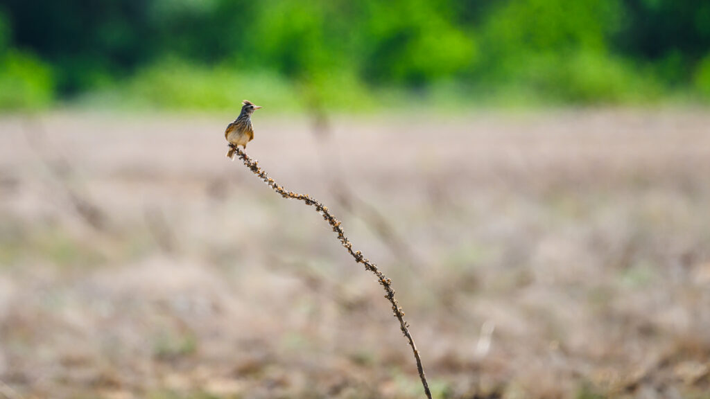 Skylark catching a breath