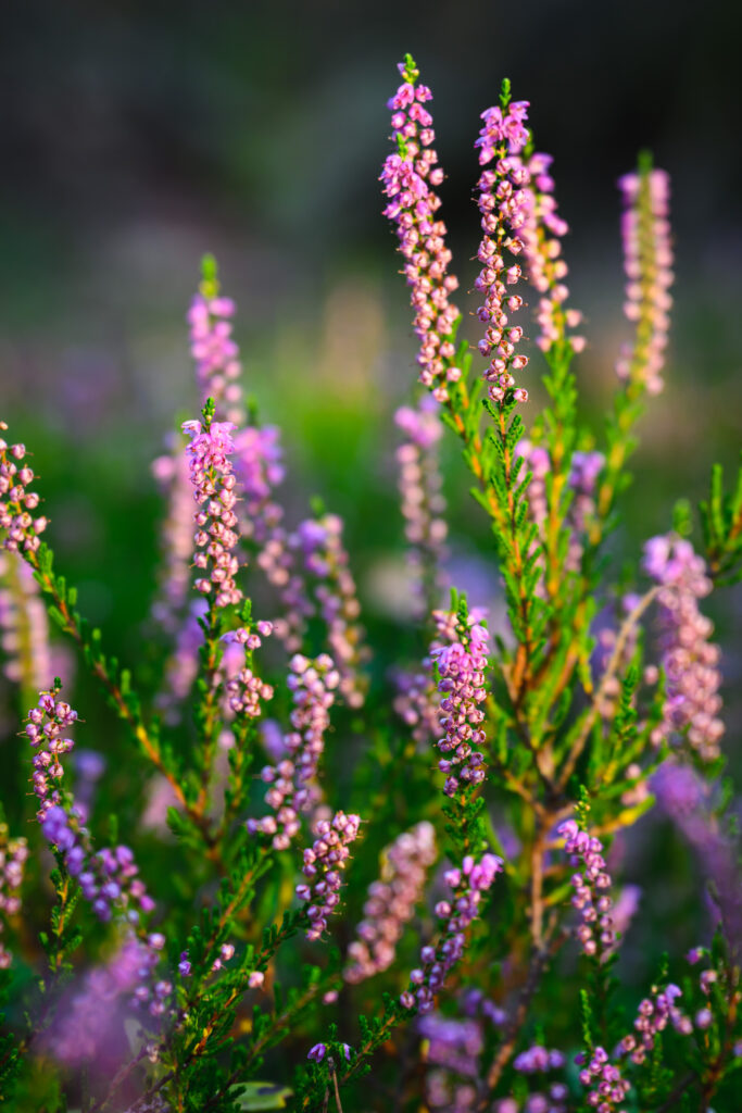 Sunset, heather – who needs more?