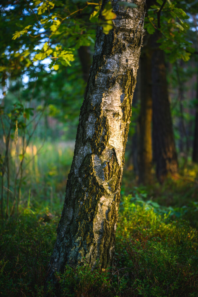 Birch trunk lit by setting sun