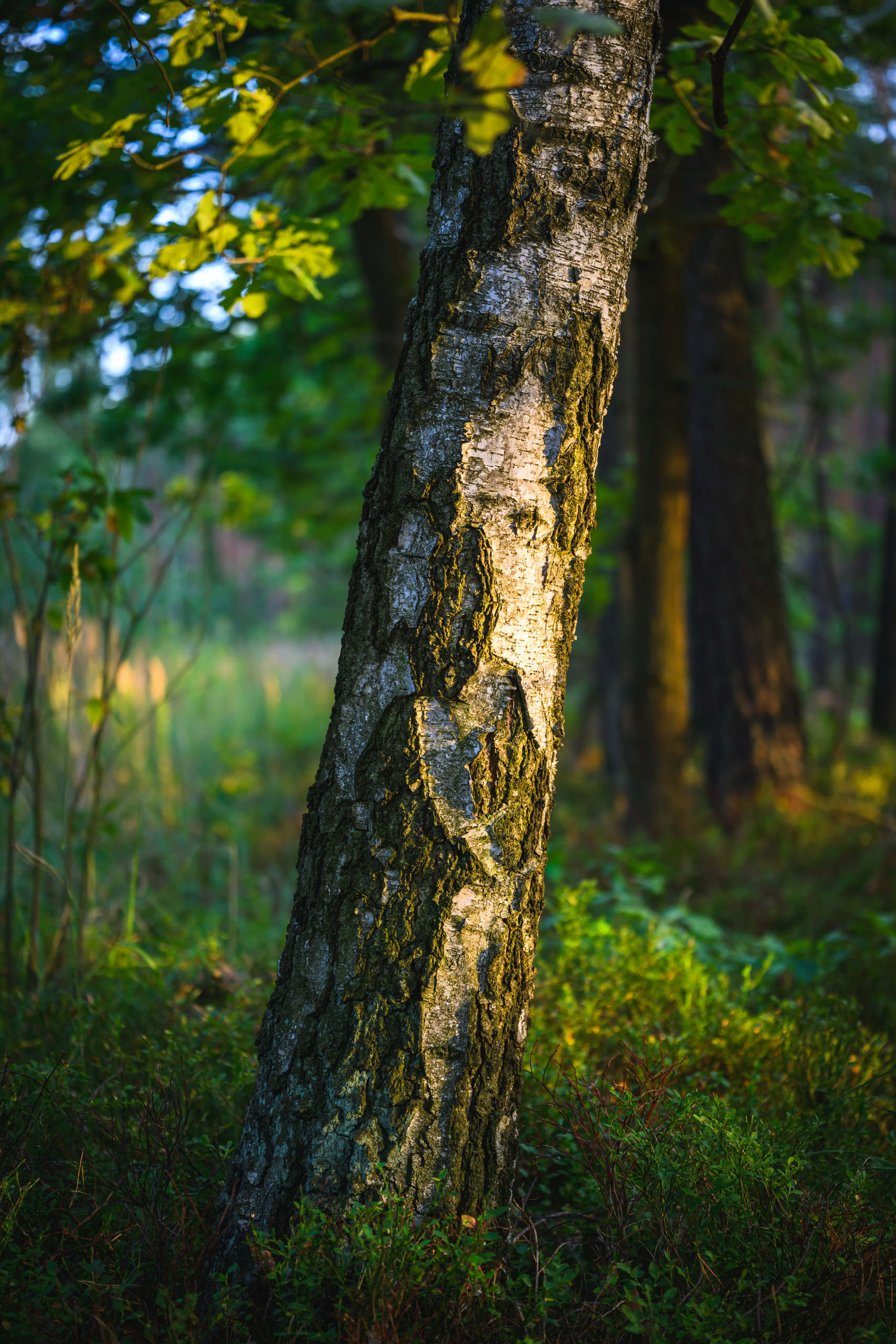 Birch trunk lit by setting sun